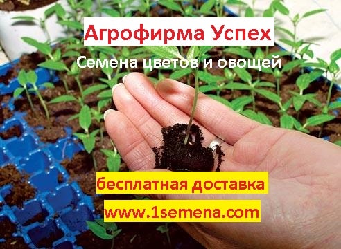 1semena Ru Интернет Магазин Каталог 1semena Ru Интернет Магазин Каталог
