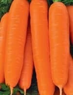 Морковь берликум роял
