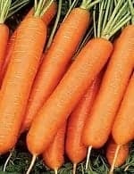 Морковь нантская 4