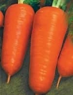 Морковь шантенэ 2461