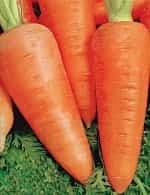 Морковь шантенэ королевская