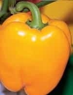 Перец сладкий оранжевое чудо