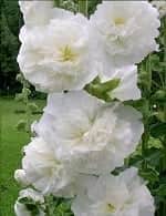 Шток-роза белая
