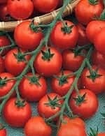 Томат детский Томат детский