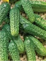 Огурец закусочный Огурец закусочный