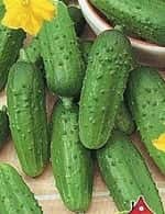 Огурец кустовой Огурец кустовой