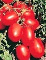Томат рио гранде оригинал Томат рио гранде оригинал