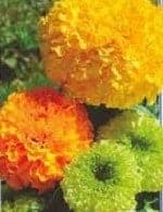 Бархатцы максимикс Бархатцы максимикс