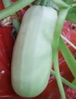 Кабачок якорь Кабачок якорь