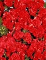 Флокс друммонда ред Флокс друммонда ред